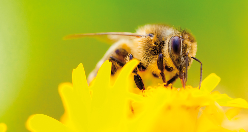 A bee is perched on a yellow flower, collecting nectar.