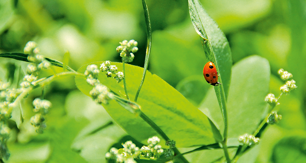 A ladybug perches on a green leaf amidst white flowers.