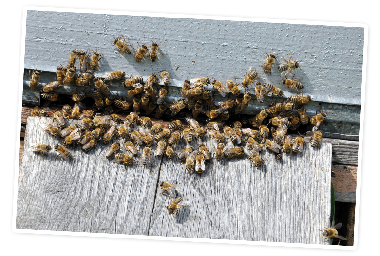 A swarm of bees congregates around the entrance of a hive.