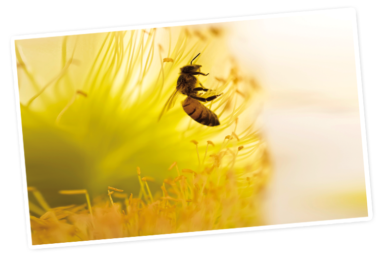 A bee hovers near the center of a flower, surrounded by a radiant yellow glow.