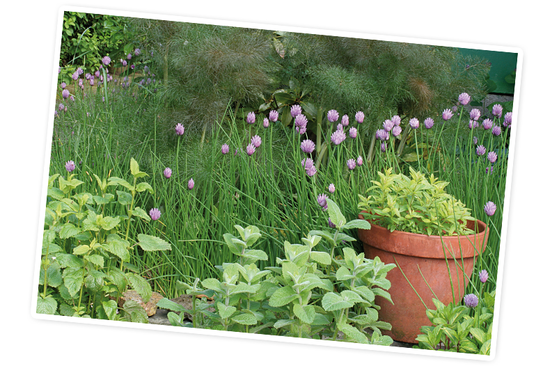 A garden scene with green plants, purple flowers, and a pot.