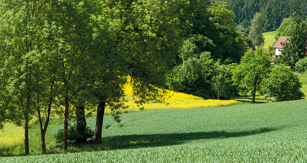 A serene countryside scene with a cluster of trees, a vibrant yellow field, a green field, and a house in the distance.