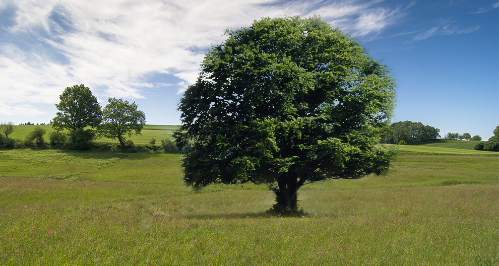 A solitary tree stands in the center of a grassy field, with a few other trees in the distance, under a sky with wispy clouds.