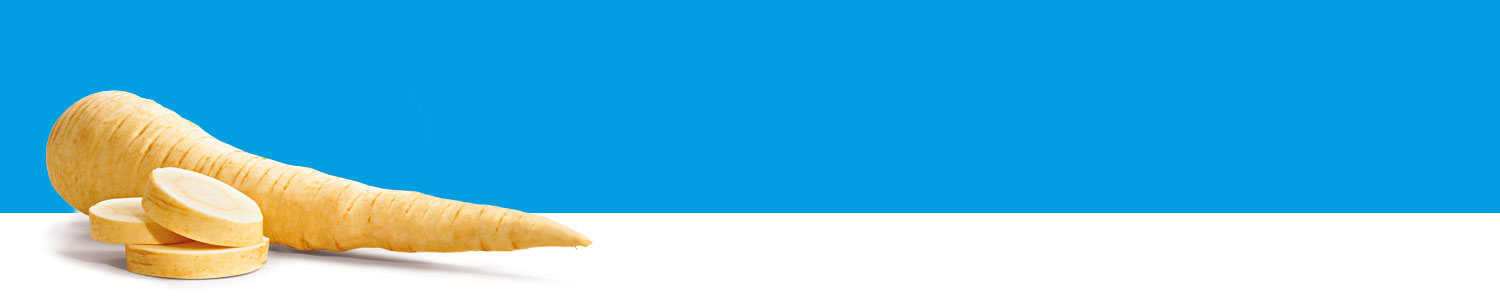 A large, spiral-shaped, beige object with a series of evenly spaced, circular, cut sections rests against a blue background.