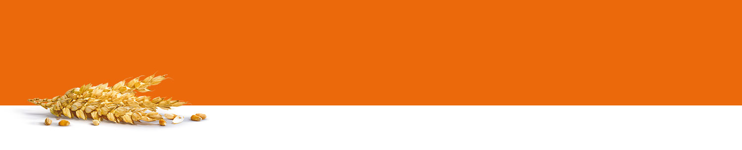 A bunch of golden grains rests on a white surface against a solid orange background.