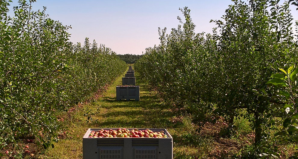 An apple orchard with crates filled with apples.