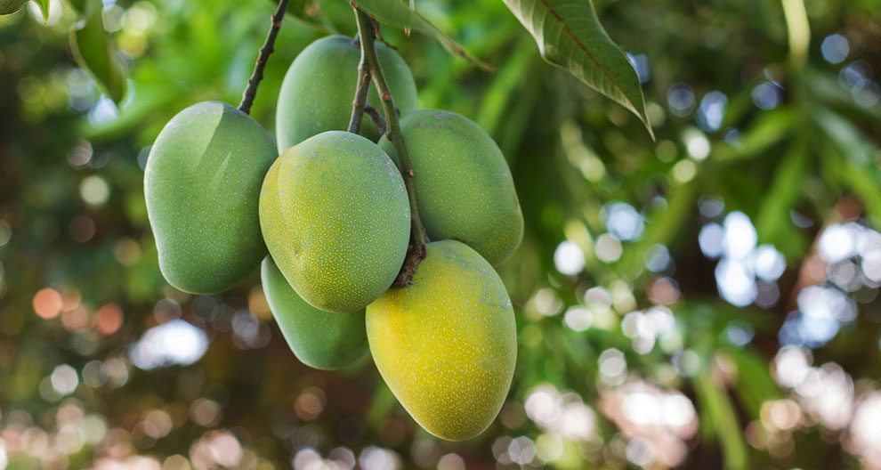 A cluster of green, unripe mangoes hangs from a tree branch.
