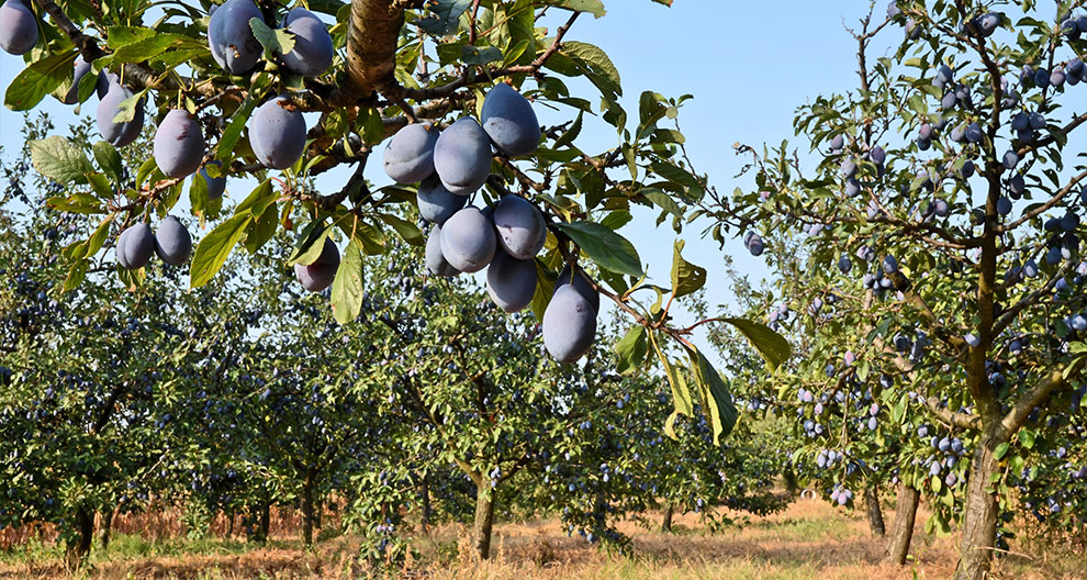 A fruit-bearing tree with ripe fruits in a field.